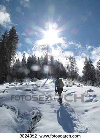 Austria, North Tirol, Stubai Alpen, a lonely man is hiking with snow boots in fresh snow facing the sun in a larches forest View Large Photo Image Stock Image - Austria, North Tirol, Stubai Alpen, a lonely man is hiking with snow boots in fresh snow facing the sun in a larches forest. Fotosearch
