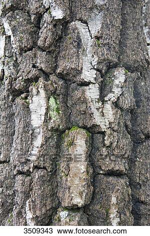 Bark View Large Photo Image Stock Image - Bark. Fotosearch
