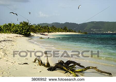 Beach, Reserve, Sandy Island, Carriacou, West Indies View Large Photo Image Stock Image - Beach, Reserve, Sandy Island, Carriacou, West Indies. Fotosearch