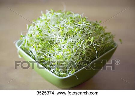 Bolw with seeds germinated alfafa View Large Photo Image Picture - Bolw with seeds germinated alfafa. Fotosearch