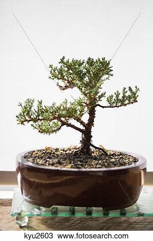 Stock Image - Bonsai tree on a table at home. Fotosearch