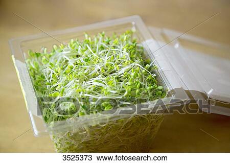 Box with seeds germinated alfafa View Large Photo Image Stock Image - Box with seeds germinated alfafa. Fotosearch