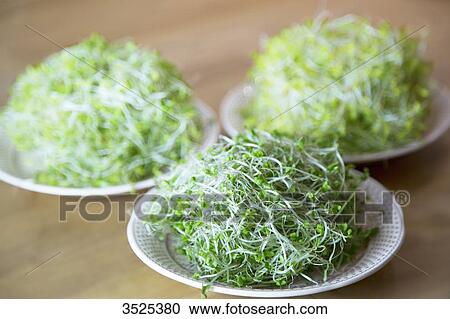 Stock Image - Broccoli, alfafa and watercress seeds. Fotosearch