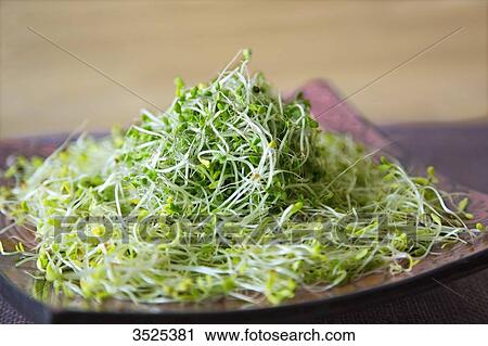 Stock Image - Broccoli and alfafa seeds. Fotosearch