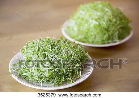 Stock Photo - Broccoli and watercress seeds. Fotosearch