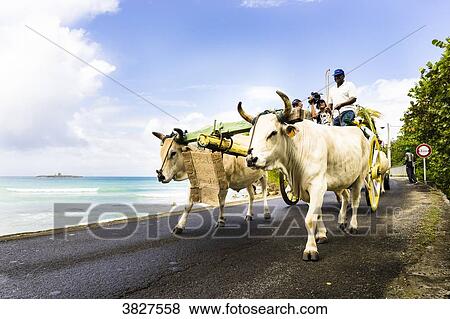 Bulls pulling a cart, Saint-Louis, Marie-Galante, Guadeloupe, France View Large Photo Image Stock Photo - Bulls pulling a cart, Saint-Louis, Marie-Galante, Guadeloupe, France. Fotosearch