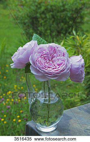 Stock Photography - Bunch of roses, Spirit of freedom by David Austin. Fotosearch