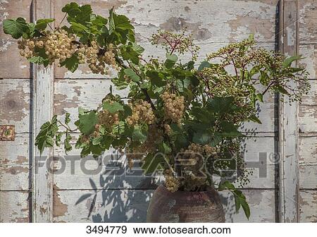 Stock Photo - Bunch of white currants and elderberries. Fotosearch
