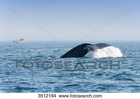 Canada, Province of Quebec. Estuary of the Saint Laurent. Tadoussac, world capital of whale watching. Tail of a humpback whale in dive View Large Photo Image Picture - Canada, Province of Quebec. Estuary of the Saint Laurent. Tadoussac, world capital of whale watching. Tail of a humpback whale in dive. Fotosearch