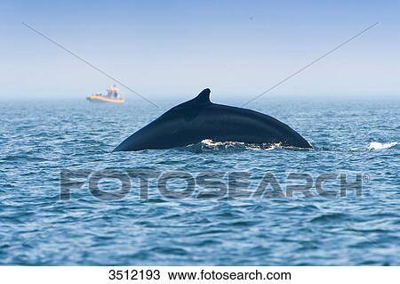 Stock Image - Canada, Province of Quebec. Estuary of the Saint Laurent. Tadoussac, world capital of whale watching. Back of a humpback whale getting ready to dive. Fotosearch