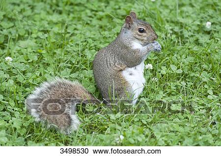 Stock Image - Canada, Province of Quebec. Montreal. Plateau Mont Royal district. La Fontaine public garden. A squirrel. Fotosearch