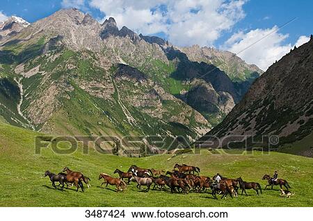 Picture - Central Asia, Kyrgyzstan, Issyk Kul Province (Ysyk-Kl), Juuku valley, the shepherd Gengibek Makanbietov leads his 24 horses in the mountains pasture. Fotosearch