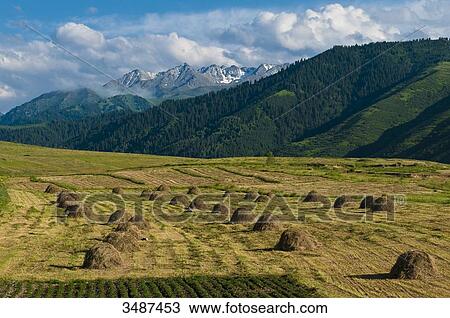 Central Asia, Kyrgyzstan, Issyk Kul Province (Ysyk-Kl), not far from Karakol, haystacks View Large Photo Image Stock Image - Central Asia, Kyrgyzstan, Issyk Kul Province (Ysyk-Kl), not far from Karakol, haystacks. Fotosearch