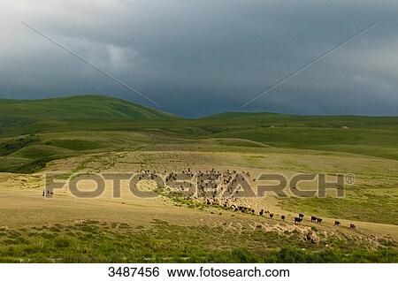 Central Asia, Kyrgyzstan, Issyk Kul Province (Ysyk-Kl), not far from Karakol, herd of cows View Large Photo Image Stock Photograph - Central Asia, Kyrgyzstan, Issyk Kul Province (Ysyk-Kl), not far from Karakol, herd of cows. Fotosearch