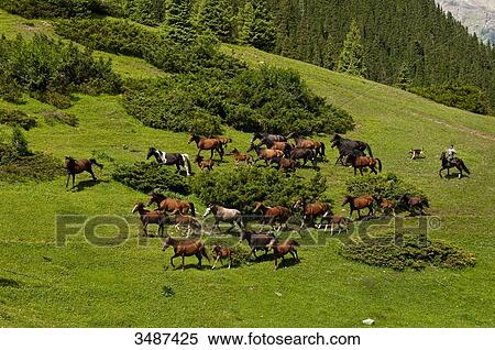 Central Asia, Kyrgyzstan, Issyk Kul Province (Ysyk-Kl), Juuku valley, the shepherd Gengibek Makanbietov leads his 24 horses in the mountains pasture View Large Photo Image Stock Photography - Central Asia, Kyrgyzstan, Issyk Kul Province (Ysyk-Kl), Juuku valley, the shepherd Gengibek Makanbietov leads his 24 horses in the mountains pasture. Fotosearch