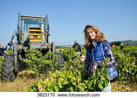 cheerful young woman harvesting grapes in vineyard during wine harvest season autumn- Cepage Grenache, Chateauneuf du Pape, cotes du Rhone, France View Large Photo Image Stock Image - cheerful young woman harvesting grapes in vineyard during wine harvest season autumn- Cepage Grenache, Chateauneuf du Pape, cotes du Rhone, France. Fotosearch