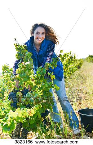 cheerful young woman harvesting grapes in vineyard during wine harvest season autumn- Cepage Grenache, Chateauneuf du Pape, cotes du Rhone, France View Large Photo Image Stock Photograph - cheerful young woman harvesting grapes in vineyard during wine harvest season autumn- Cepage Grenache, Chateauneuf du Pape, cotes du Rhone, France. Fotosearch