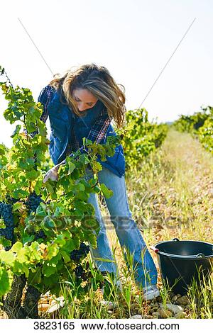 Stock Photography - cheerful young woman harvesting grapes in vineyard during wine harvest season autumn- Cepage Grenache, Chateauneuf du Pape, cotes du Rhone, France. Fotosearch