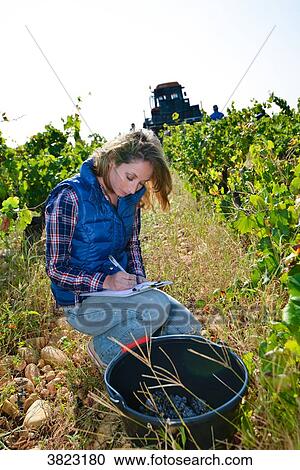 cheerful young woman oenologist wine specialist checking if grapes are ready to be harvested in vineyard during wine harvest season autumn- Cepage Grenache, Chateauneuf du Pape, cotes du Rhone, France View Large Photo Image Stock Image - cheerful young woman oenologist wine specialist checking if grapes are ready to be harvested in vineyard during wine harvest season autumn- Cepage Grenache, Chateauneuf du Pape, cotes du Rhone, France. Fotosearch