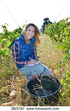 cheerful young woman oenologist wine specialist checking if grapes are ready to be harvested in vineyard during wine harvest season autumn- Cepage Grenache, Chateauneuf du Pape, cotes du Rhone, France View Large Photo Image Stock Image - cheerful young woman oenologist wine specialist checking if grapes are ready to be harvested in vineyard during wine harvest season autumn- Cepage Grenache, Chateauneuf du Pape, cotes du Rhone, France. Fotosearch