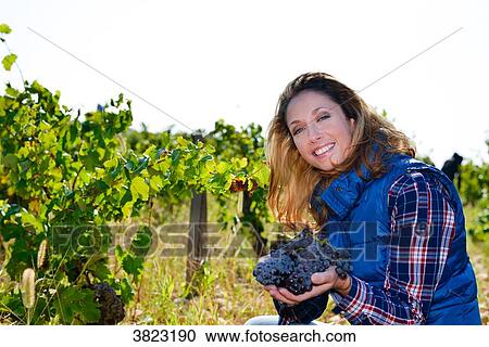 cheerful young woman oenologist wine specialist checking if grapes are ready to be harvested in vineyard during wine harvest season autumn- Cepage Grenache, Chateauneuf du Pape, cotes du Rhone, France View Large Photo Image Stock Image - cheerful young woman oenologist wine specialist checking if grapes are ready to be harvested in vineyard during wine harvest season autumn- Cepage Grenache, Chateauneuf du Pape, cotes du Rhone, France. Fotosearch