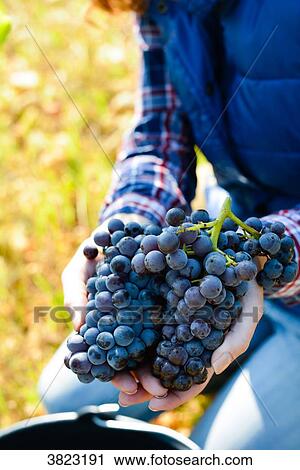 cheerful young woman oenologist wine specialist checking if grapes are ready to be harvested in vineyard during wine harvest season autumn- Cepage Grenache, Chateauneuf du Pape, cotes du Rhone, France View Large Photo Image Stock Image - cheerful young woman oenologist wine specialist checking if grapes are ready to be harvested in vineyard during wine harvest season autumn- Cepage Grenache, Chateauneuf du Pape, cotes du Rhone, France. Fotosearch