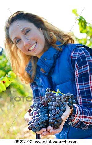 cheerful young woman oenologist wine specialist checking if grapes are ready to be harvested in vineyard during wine harvest season autumn- Cepage Grenache, Chateauneuf du Pape, cotes du Rhone, France View Large Photo Image Stock Image - cheerful young woman oenologist wine specialist checking if grapes are ready to be harvested in vineyard during wine harvest season autumn- Cepage Grenache, Chateauneuf du Pape, cotes du Rhone, France. Fotosearch