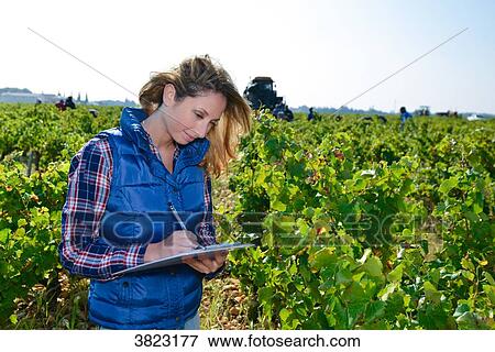 cheerful young woman oenologist wine specialist checking if grapes are ready to be harvested in vineyard during wine harvest season autumn- Cepage Grenache, Chateauneuf du Pape, cotes du Rhone, France View Large Photo Image Stock Photo - cheerful young woman oenologist wine specialist checking if grapes are ready to be harvested in vineyard during wine harvest season autumn- Cepage Grenache, Chateauneuf du Pape, cotes du Rhone, France. Fotosearch