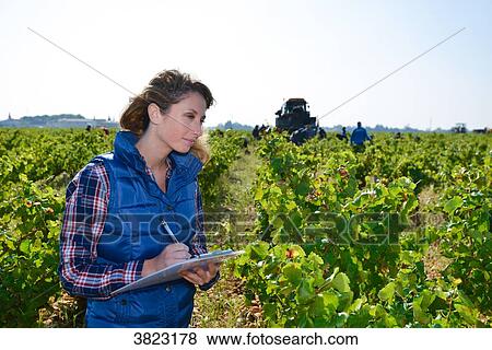 cheerful young woman oenologist wine specialist checking if grapes are ready to be harvested in vineyard during wine harvest season autumn- Cepage Grenache, Chateauneuf du Pape, cotes du Rhone, France View Large Photo Image Stock Photo - cheerful young woman oenologist wine specialist checking if grapes are ready to be harvested in vineyard during wine harvest season autumn- Cepage Grenache, Chateauneuf du Pape, cotes du Rhone, France. Fotosearch