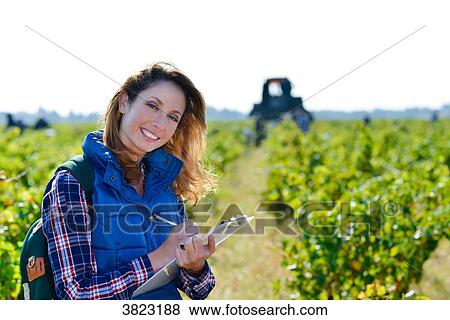 cheerful young woman oenologist wine specialist checking if grapes are ready to be harvested in vineyard during wine harvest season autumn- Cepage Grenache, Chateauneuf du Pape, cotes du Rhone, France View Large Photo Image Stock Photo - cheerful young woman oenologist wine specialist checking if grapes are ready to be harvested in vineyard during wine harvest season autumn- Cepage Grenache, Chateauneuf du Pape, cotes du Rhone, France. Fotosearch