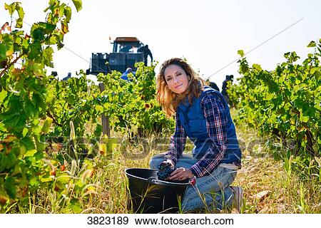 cheerful young woman oenologist wine specialist checking if grapes are ready to be harvested in vineyard during wine harvest season autumn- Cepage Grenache, Chateauneuf du Pape, cotes du Rhone, France View Large Photo Image Stock Photo - cheerful young woman oenologist wine specialist checking if grapes are ready to be harvested in vineyard during wine harvest season autumn- Cepage Grenache, Chateauneuf du Pape, cotes du Rhone, France. Fotosearch