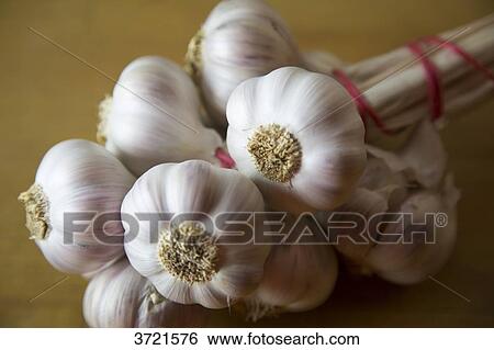 Close-up of a head of garlic bunch View Large Photo Image Stock Photograph - Close-up of a head of garlic bunch. Fotosearch