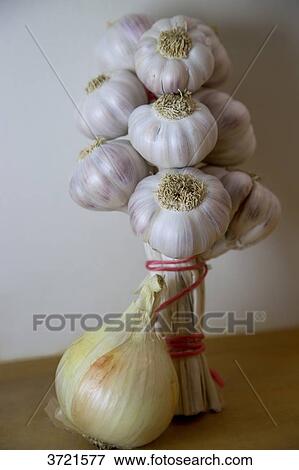 Close-up of a head of garlic bunch with a large white onion View Large Photo Image Stock Photo - Close-up of a head of garlic bunch with a large white onion. Fotosearch