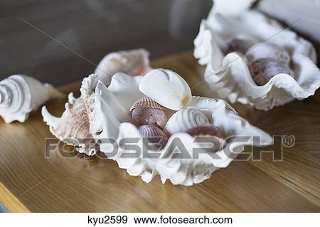 Stock Photo - Close-up of conch shells on a table at home. Fotosearch