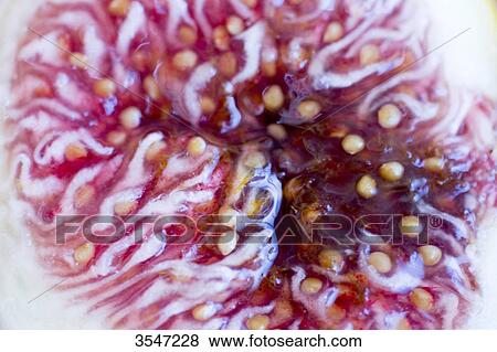 Close-up of figs View Large Photo Image Stock Photo - Close-up of figs. Fotosearch