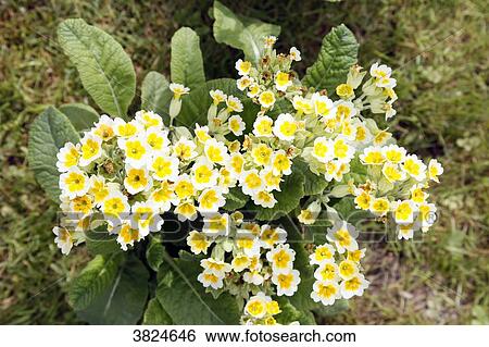 Close-up of flowers primula veris lime oranges. View Large Photo Image Stock Photograph - Close-up of flowers primula veris lime oranges.. Fotosearch