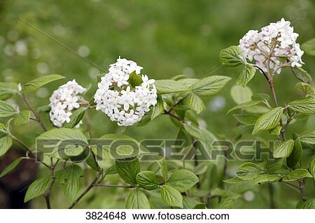Close up of flowers viburnum Mohawk. View Large Photo Image Stock Photo - Close up of flowers viburnum Mohawk.. Fotosearch
