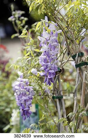 Close up of flowers wisterias sinensis. View Large Photo Image Stock Photo - Close up of flowers wisterias sinensis.. Fotosearch