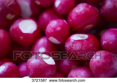 Close-up of pink radishes View Large Photo Image Stock Photo - Close-up of pink radishes. Fotosearch