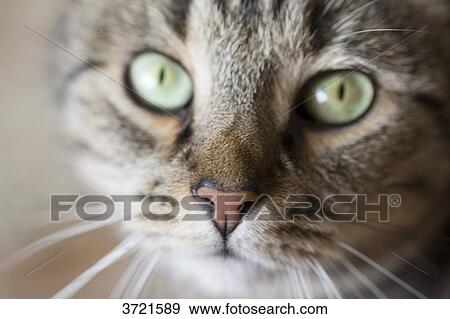 Close-up of tabby cat with green eyes View Large Photo Image Stock Photo - Close-up of tabby cat with green eyes. Fotosearch