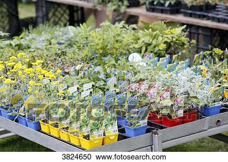 Stock Image - Close up of various flowerpots on sale.. Fotosearch