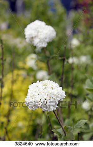 Close-up of viburnum carlcephalum flowers. View Large Photo Image Stock Image - Close-up of viburnum carlcephalum flowers.. Fotosearch