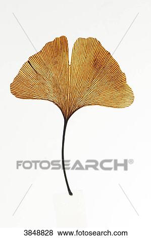 Close-up on a gingko biloba leaf. View Large Photo Image Stock Photo - Close-up on a gingko biloba leaf.. Fotosearch