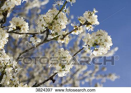 Stock Photo - Close-up on a plumtree blossom.. Fotosearch