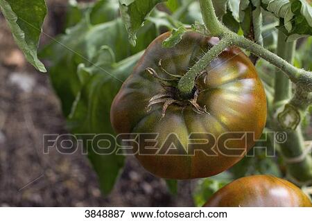 Close-up on a tomato. View Large Photo Image Stock Photo - Close-up on a tomato.. Fotosearch