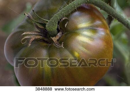 Stock Photo - Close-up on a tomato.. Fotosearch