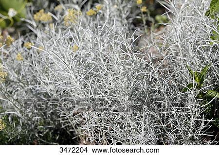 Close up on an Italian curry plant (Helichrysum italicum). View Large Photo Image Picture - Close up on an Italian curry plant (Helichrysum italicum).. Fotosearch