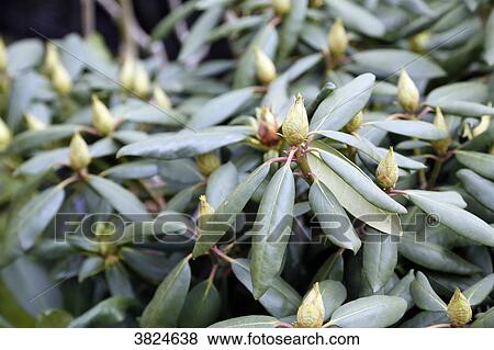 Close-up on an unhatched hybrid rhododendron. View Large Photo Image Stock Photo - Close-up on an unhatched hybrid rhododendron.. Fotosearch