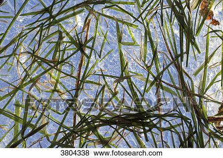 Close-up on blade of grass trapped in the ice. View Large Photo Image Stock Photo - Close-up on blade of grass trapped in the ice.. Fotosearch
