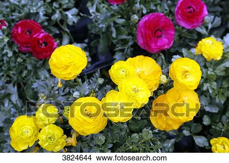 Picture - Close-up on buttercup flowers.. Fotosearch